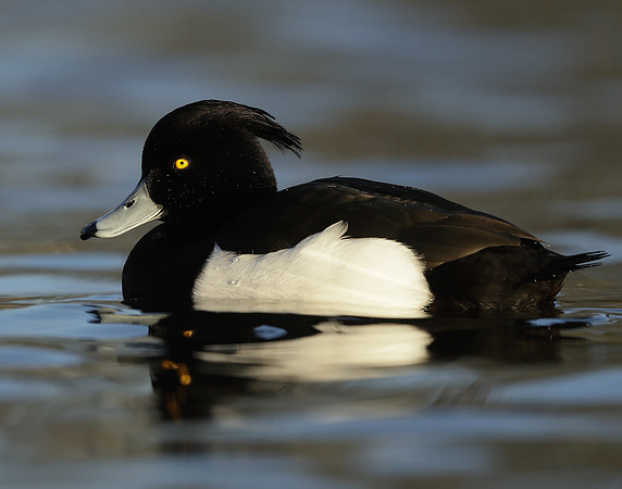 Tufted Duck Aythya fuligula