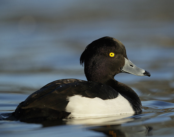 Tufted Duck Aythya fuligula