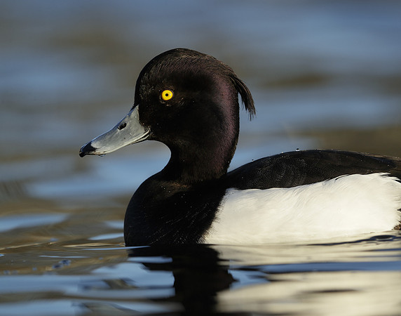 Tufted Duck Aythya fuligula