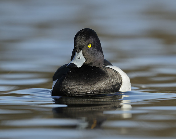 Tufted Duck Aythya fuligula