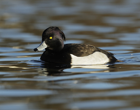 Tufted Duck Aythya fuligula