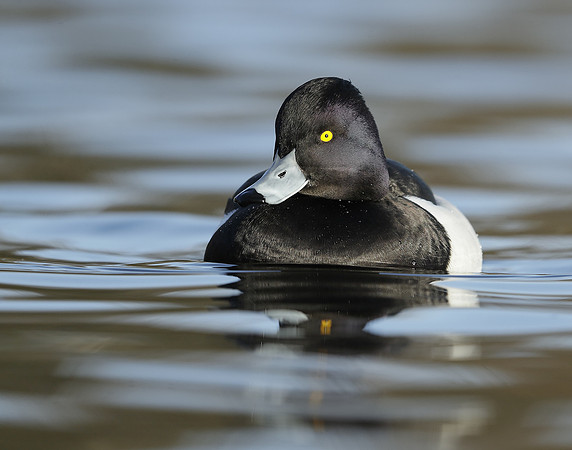 Tufted Duck Aythya fuligula