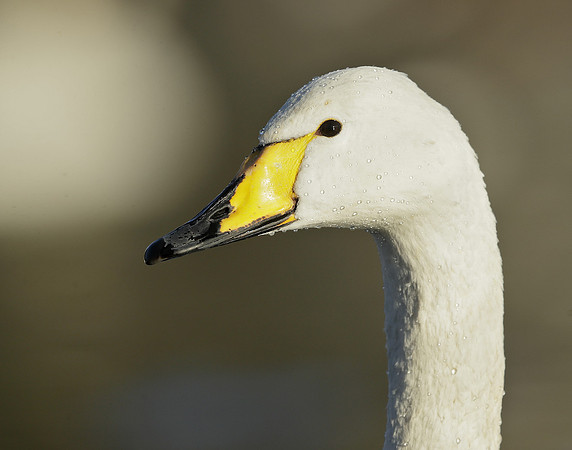 Whooper Swan Ctgnus cygnus