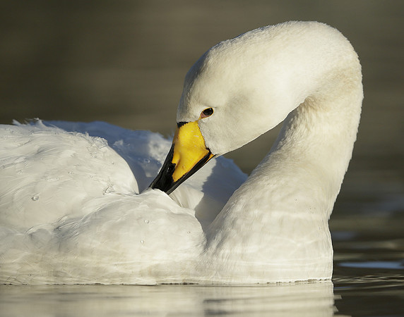 Whooper Swan Ctgnus cygnus