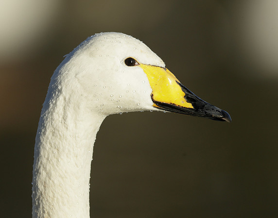 Whooper Swan Ctgnus cygnus