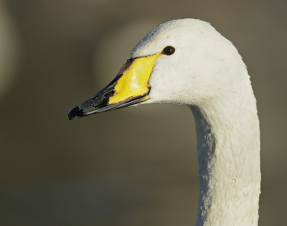 Whooper Swan Ctgnus cygnus