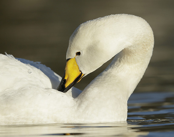 Whooper Swan Ctgnus cygnus