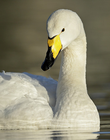 Whooper Swan Ctgnus cygnus