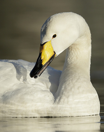 Whooper Swan Ctgnus cygnus
