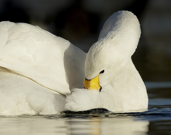 Whooper Swan Ctgnus cygnus