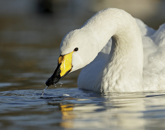 Whooper Swan Ctgnus cygnus