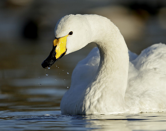 Whooper Swan Ctgnus cygnus