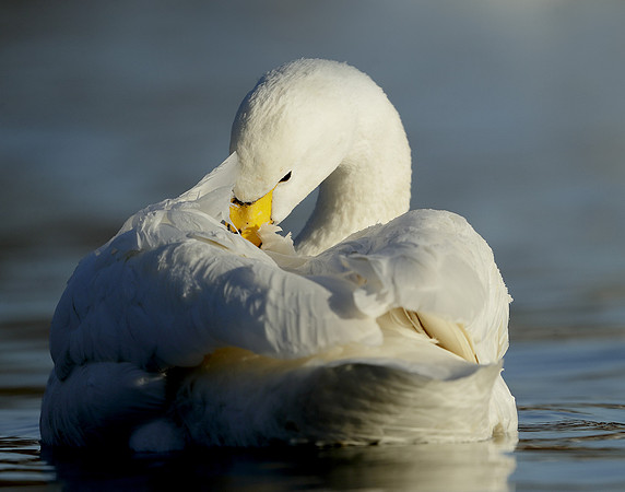 Whooper Swan Ctgnus cygnus