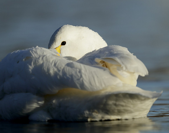 Whooper Swan Ctgnus cygnus