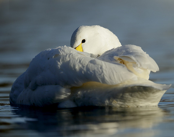 Whooper Swan Ctgnus cygnus