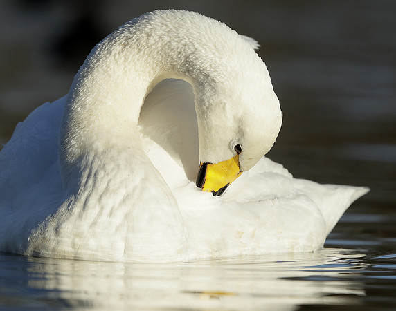 Whooper Swan Ctgnus cygnus