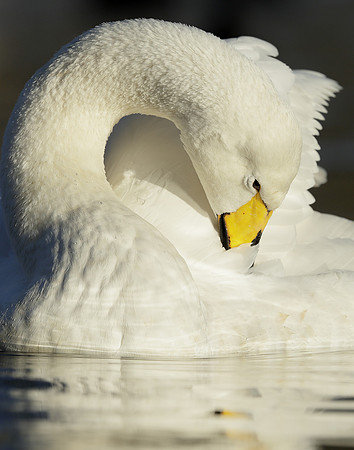 Whooper Swan Ctgnus cygnus