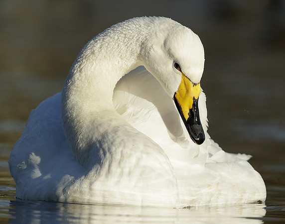 Whooper Swan Ctgnus cygnus