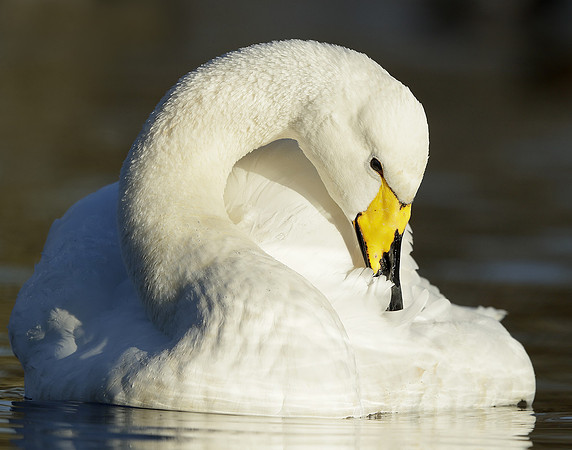 Whooper Swan Ctgnus cygnus