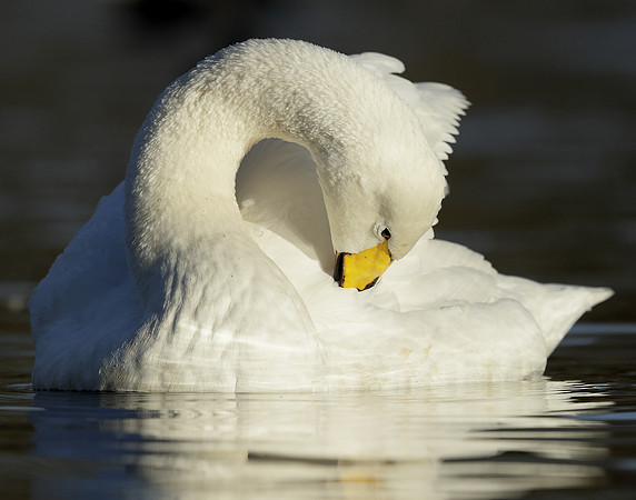 Whooper Swan Ctgnus cygnus