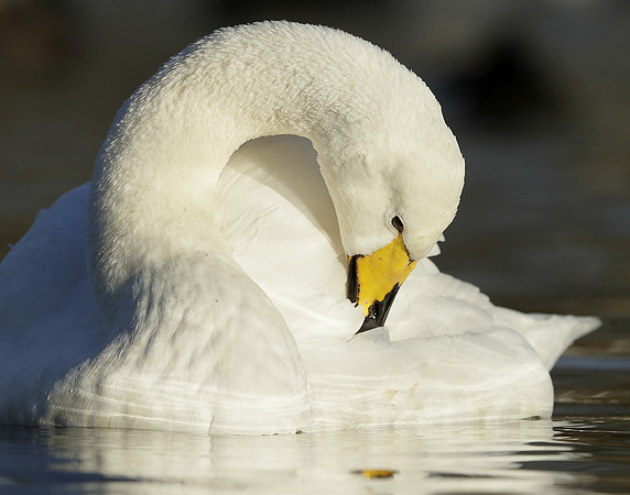 Whooper Swan Ctgnus cygnus