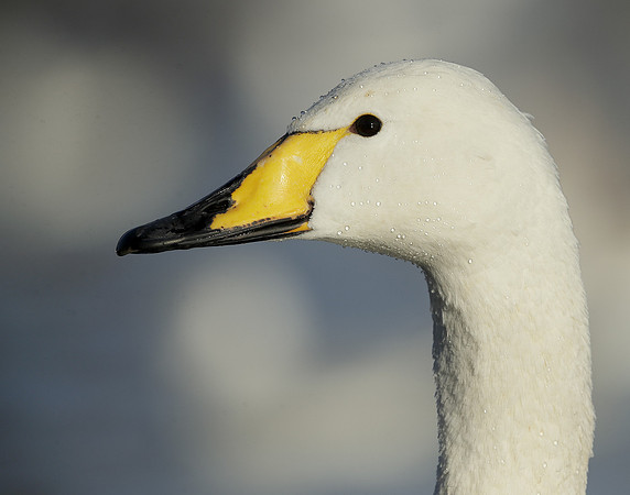 Whooper Swan Ctgnus cygnus