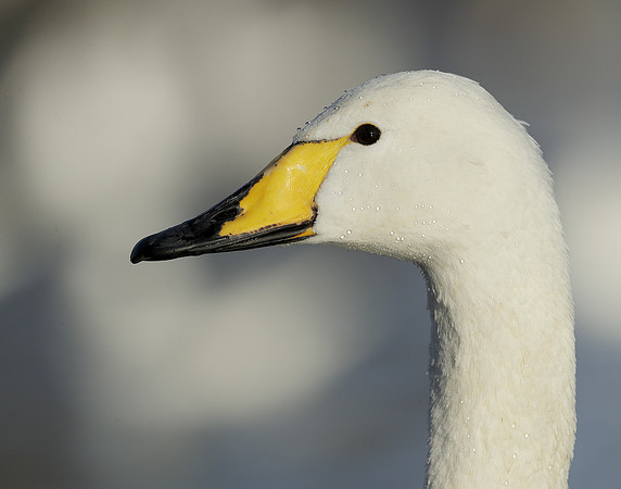 Whooper Swan Ctgnus cygnus