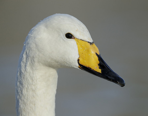 Whooper Swan Ctgnus cygnus