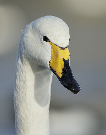 Whooper Swan Ctgnus cygnus