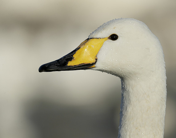 Whooper Swan Ctgnus cygnus