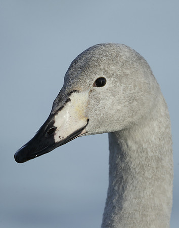 Whooper Swan Ctgnus cygnus