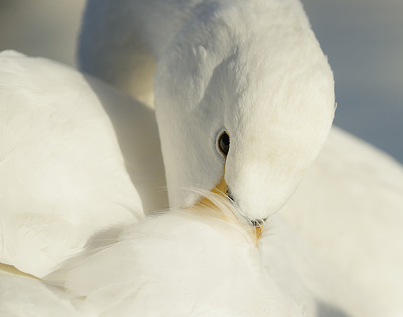 Whooper Swan Ctgnus cygnus