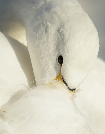 Whooper Swan Ctgnus cygnus