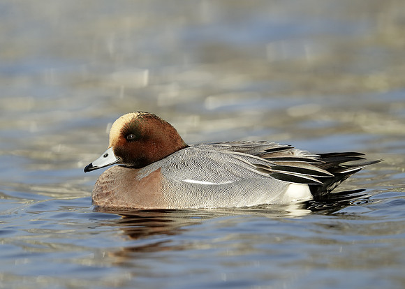 Wigeon Anas penelope