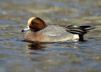 Wigeon Anas penelope
