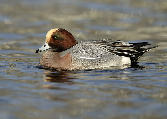 Wigeon Anas penelope