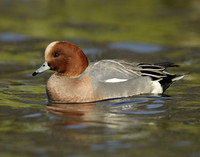Wigeon Anas penelope