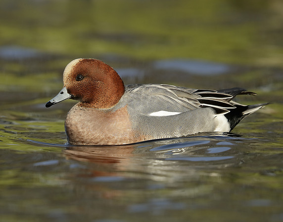 Wigeon Anas penelope