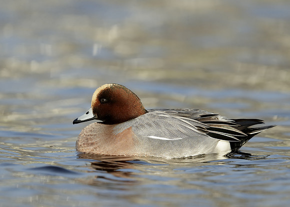 Wigeon Anas penelope