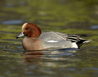 Wigeon Anas penelope