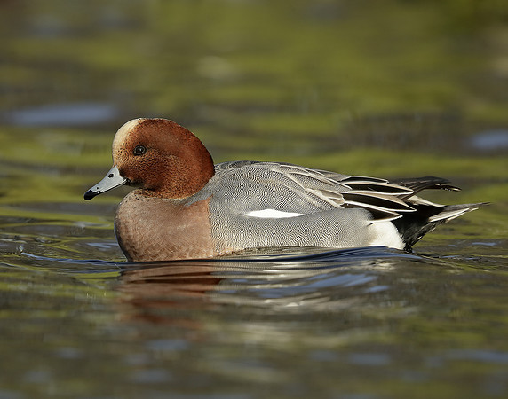 Wigeon Anas penelope