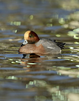 Wigeon Anas penelope