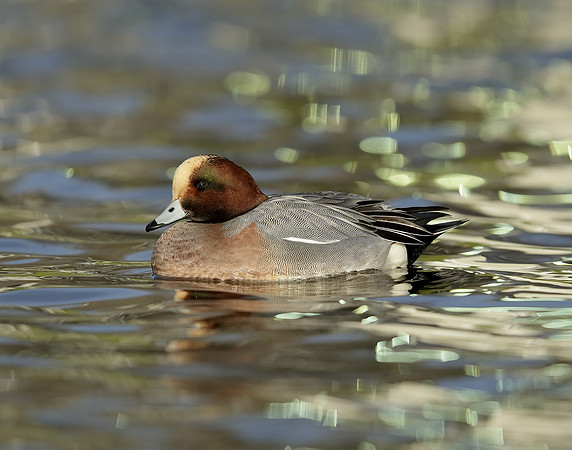Wigeon Anas penelope