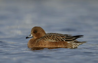 Wigeon Anas penelope