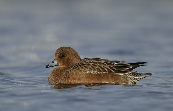 Wigeon Anas penelope