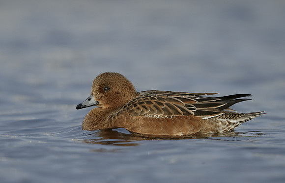 Wigeon Anas penelope