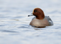 Wigeon Anas penelope