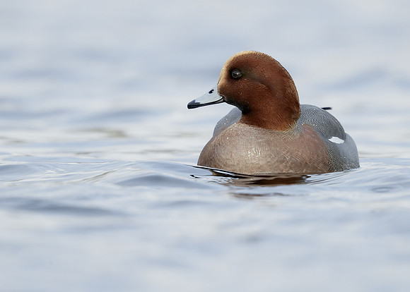 Wigeon Anas penelope
