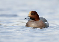 Wigeon Anas penelope