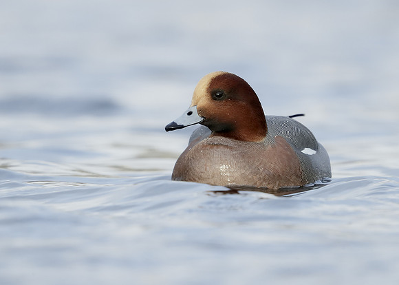 Wigeon Anas penelope